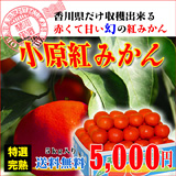 小原紅早生みかんの通販