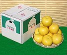 高知産!土佐文旦10kg『ご家庭用』