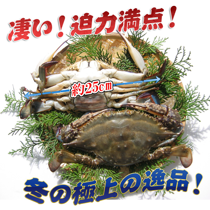 瀬戸内海産!ワタリカニの通販サイト!新鮮市場【産直あきんど】