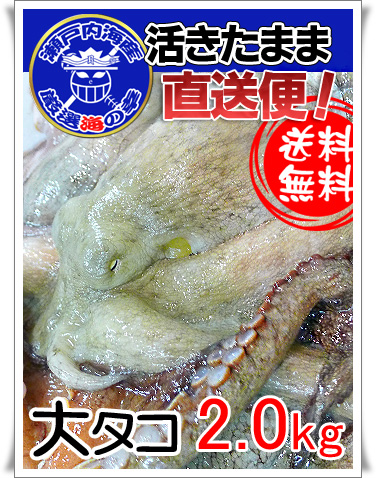 瀬戸内海産の活タコの通販。