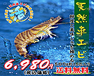 天然車エビ500g入り!瀬戸内海のお歳暮便!お取り寄せは車エビで♪
