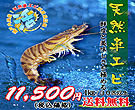 瀬戸内海産!天然車エビ1kg 贈答用!お歳暮様!