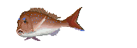 �V�R��̒ʔ�