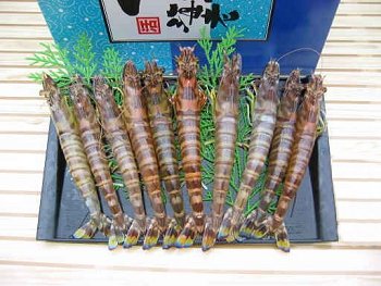 ���˓��C�Y�E�V�R���ԊC�V500g�̋l�ߍ��킹