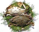 瀬戸内海産!ワタリカニ2匹