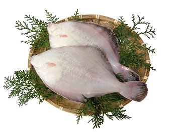 ���˓��C�Y�I�V�R���_�J�J���C�Q�C�I