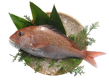 ���˓��C�Y�E���΂̓V�R��1.5kg
