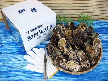 ���쌧�Y�I�����̓���k�t�����y�����p3kg����I
